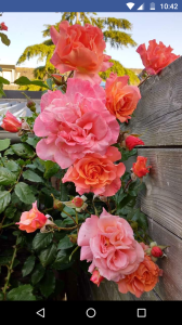 Screenshot_20190325-104230-2